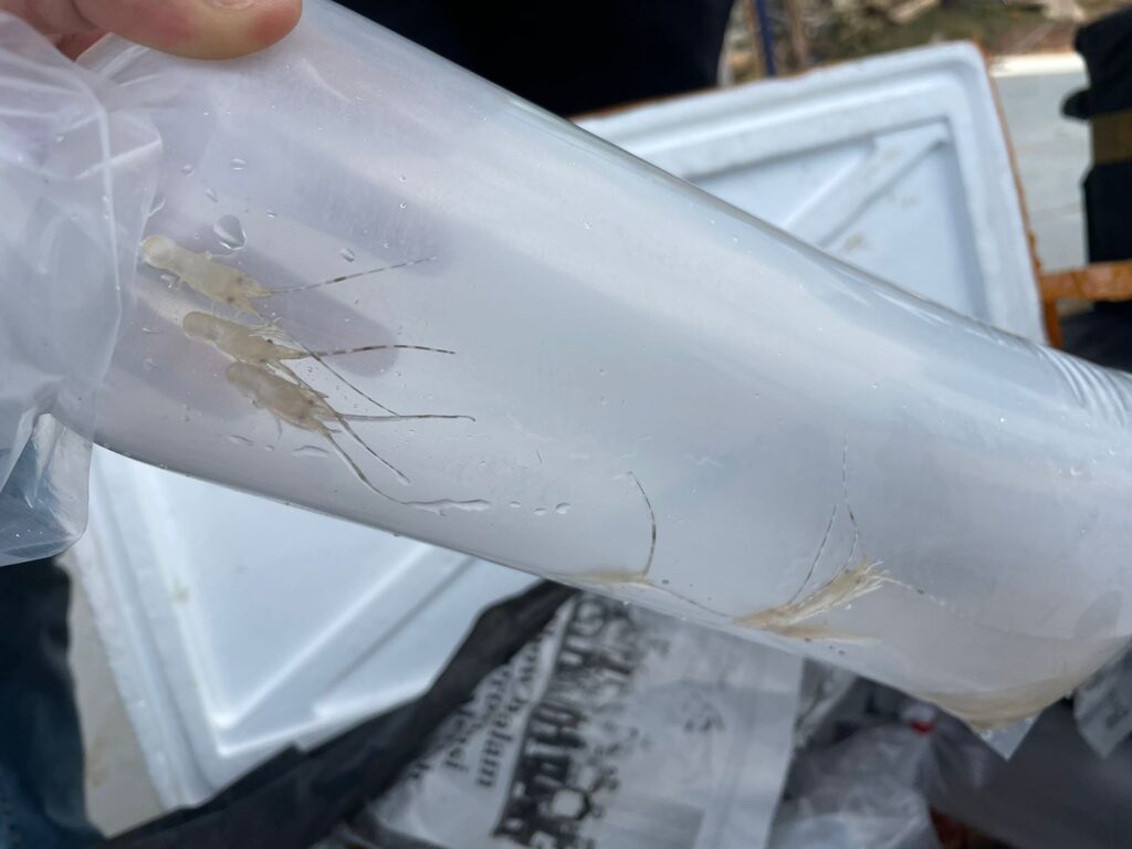 Bea Cukai Batam Gagalkan Penyelundupan Baby Lobster Senilai Rp 9 Miliar