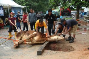 BP Batam Lakukan Penyembelihan Hewan Qurban Hingga Launching Tabungan Qurban