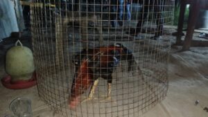 Polisi Obrak-Abrik Lokasi Sabung Ayam di Sekupang, Pelaku dan Bandar Berhasil Kabur