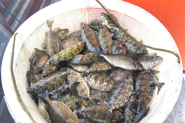 Spesies Ikan Paling Primadona Menjelang Perayaan Imlek