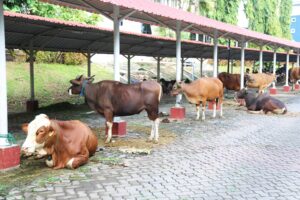 Semarak Idul Adha 1445 H, BP Batam Gelar Pemotongan Hewan Qurban