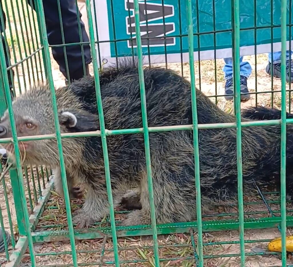 Polda Kepri Sita Satwa Binturong Dari Warga Sekupang