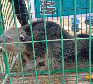 Polda Kepri Sita Satwa Binturong Dari Warga Sekupang