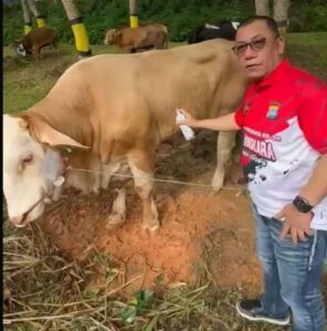 Kapolda Kepri Irjen Pol Yan Fitri H Qurban 34 Sapi Untuk Masyarakat Batam