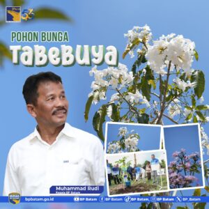 Seperti Vibes di Jepang, Bunga Tabebuya Bermekaran Sepanjang Pendestrian Batam Center