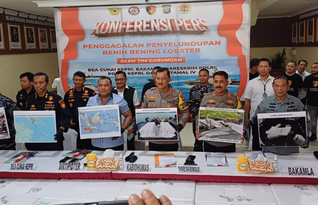 Satgas BBL Sita 189 Ribu Baby Lobster Tak Bertuan di Batam, Pelaku Lihai Kabur Dari Petugas