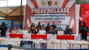 Satgas Gabungan Sita 28 Box Baby Lobster Senilai Rp 7,5 Miliar di Laut Kepri