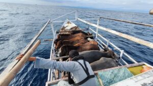 KN. Ular Laut-405 Bakamla RI Selamatkan Kapal Terombang Ambing di Laut Flores