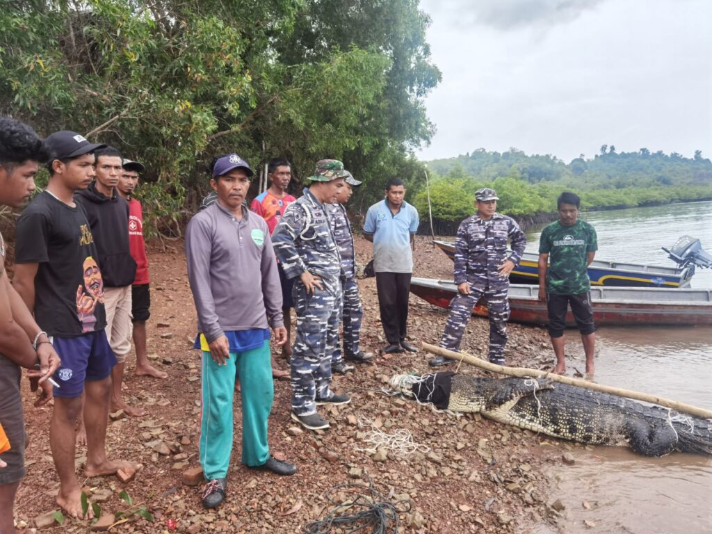 Tim Terpadu Berhasil Evakuasi 35 Ekor Buaya Pulau Bulan Yang Lepas ke Laut