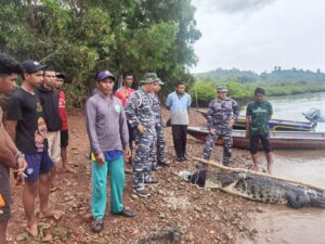 Tim Terpadu Berhasil Evakuasi 35 Ekor Buaya Pulau Bulan Yang Lepas ke Laut