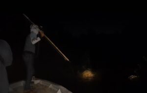 Mengenal Ibul Senjata Pamungkas Nelayan Pesisir Pulau Bulan Menangkap Buaya Penangkaran Yang Lepas