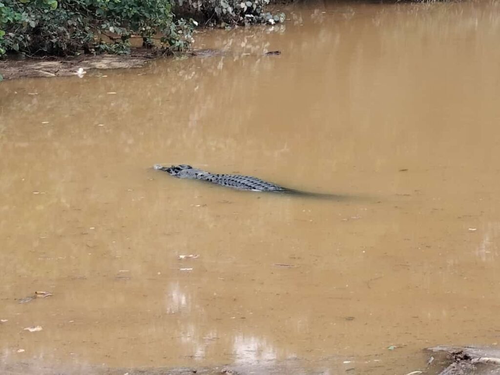 Singapura Bikin Resah Warga Pesisir Batam Dengan Buaya dan Babi