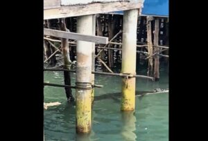 Warga Geranting dan Pulau Buluh Dikejutkan Penampakan Banyak Buaya Di Bawah Rumah