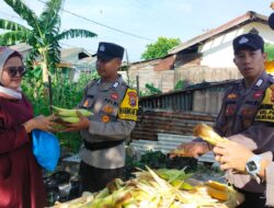 Dukung Ketahanan Pangan, Polsek Belakang Padang Panen Jagung di Bulan Ramadhan