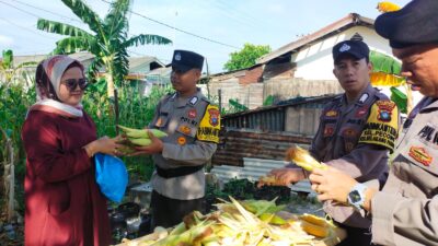 Dukung Ketahanan Pangan, Polsek Belakang Padang Panen Jagung di Bulan Ramadhan