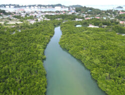 Akankah Mangrove di Pesisir Batam Rusak Selamanya dan Menghilang