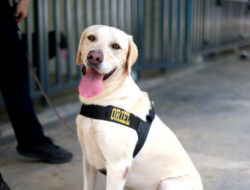 Perkenalkan Oriel, Anjing Pelacak Baru Bea Cukai Batam yang Siap Menjaga Negeri dari Ancaman Narkotika