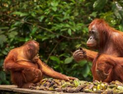 Liburan Eksotis ke Tanjung Puting, Melihat Orangutan dengan Budget Ramah Kantong