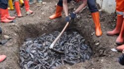 MUI Sebut Ikan Sapu-sapu Dikubur Hidup-hidup Tak Sesuai Prinsip Islam, Pramono Janji Bakal Ada Penyesuaian