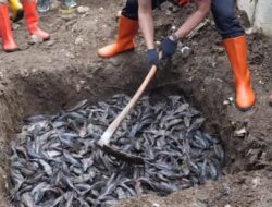 MUI Sebut Ikan Sapu-sapu Dikubur Hidup-hidup Tak Sesuai Prinsip Islam, Pramono Janji Bakal Ada Penyesuaian