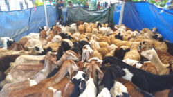 Masjid Al Jihad Tiban Pecahkan Rekor Kurban, 411 Kambing Dipotong Selama Tiga Hari