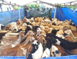 Masjid Al Jihad Tiban Pecahkan Rekor Kurban, 411 Kambing Dipotong Selama Tiga Hari