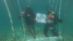 Pertamina Patra Niaga IT Teluk Kabung Laksanakan Transplantasi Terumbu Karang di Pulau Pasumpahan dalam Rangka Hari Lingkungan Hidup Sedunia