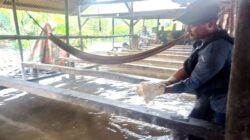 Sagu Panggak Laut Jadi Mesin Ekonomi Warga, Produksi Tembus 18 Ton per Bulan