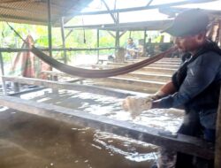Sagu Panggak Laut Jadi Mesin Ekonomi Warga, Produksi Tembus 18 Ton per Bulan