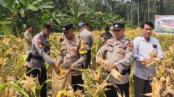 Dukung Ketahanan Pangan, Polres Anambas Panen 3 Ton Jagung di Teluk Bayur