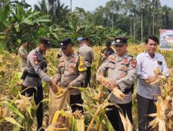 Dukung Ketahanan Pangan, Polres Anambas Panen 3 Ton Jagung di Teluk Bayur